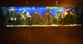 Как оформить аквариум фото